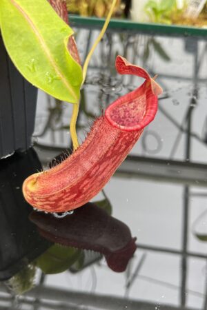 Close Up of Nepenthes boschiana x (lowii x Gothica) 'Warped Peristome' | Florae | Seed Grown | Florae Collaborative | FC-146.00 | IN25809