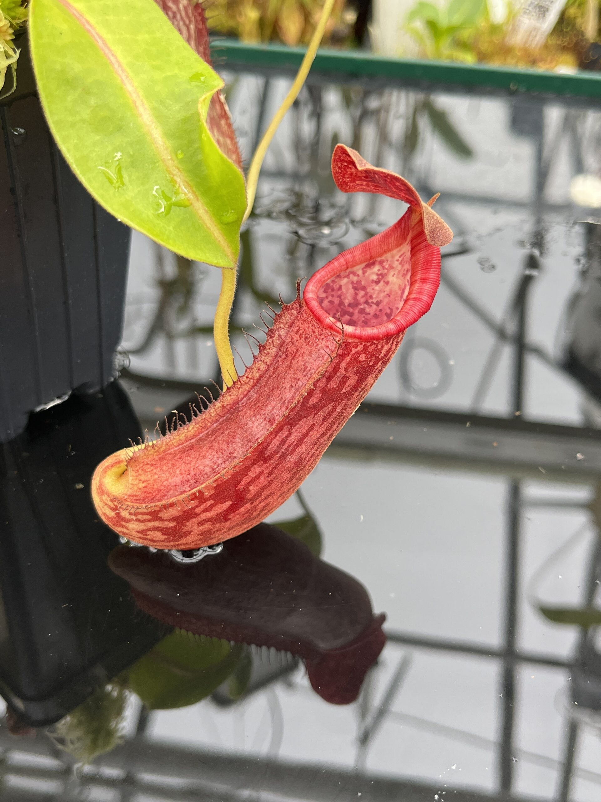 Close Up of Nepenthes boschiana x (lowii x Gothica) 'Warped Peristome' | Florae | Seed Grown | Florae Collaborative | FC-146.00 | IN25809