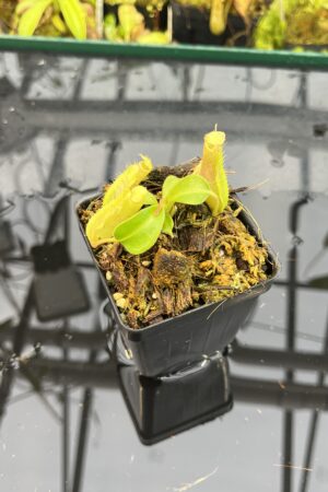 Close Up of Nepenthes (boschiana x veitchii (m) Bario - squat, pink) x (lowii x truncata - giant) | Florae | Florae Collaborative | FC-397 | IN25674