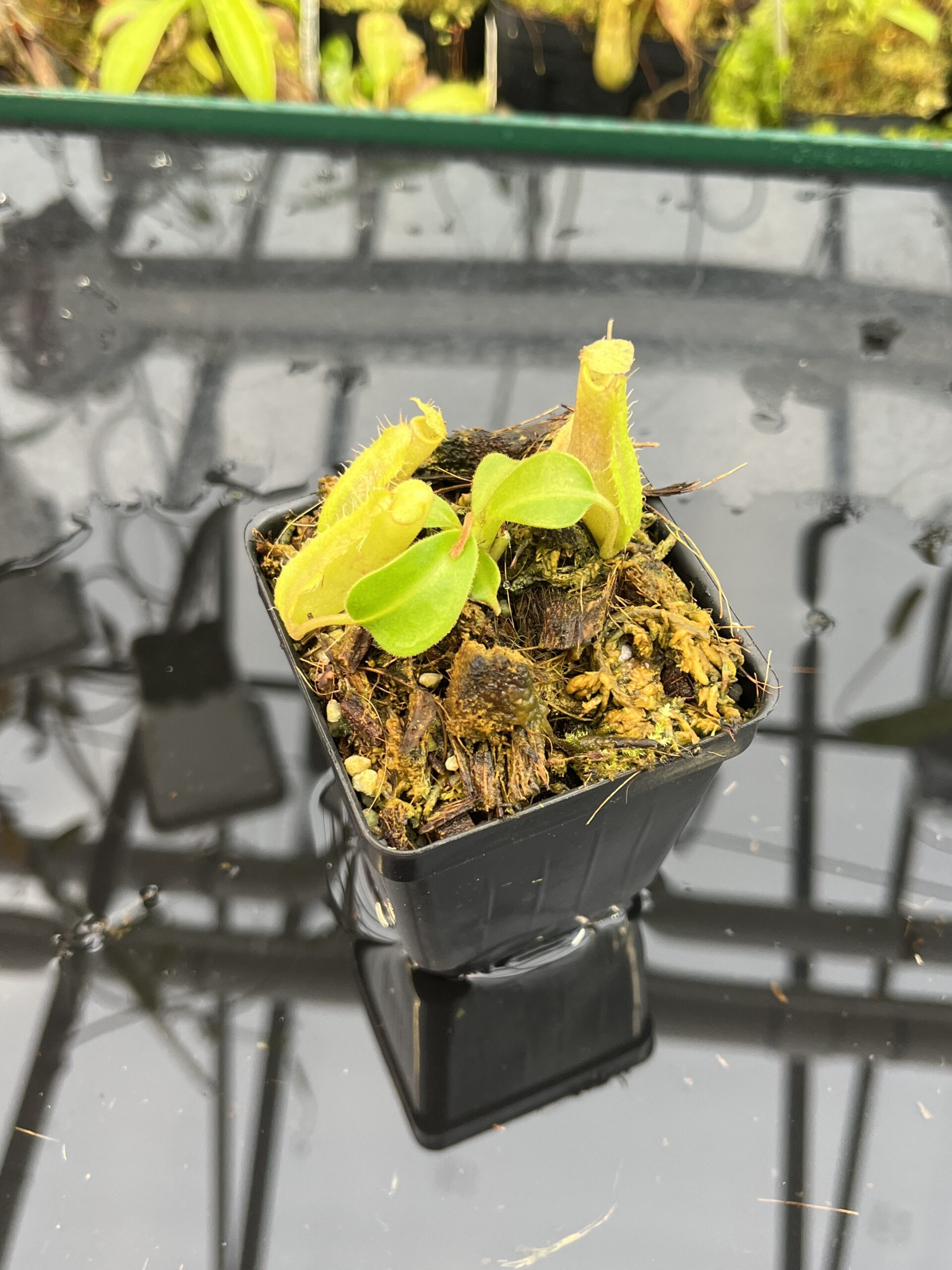 Close Up of Nepenthes (boschiana x veitchii (m) Bario - squat, pink) x (lowii x truncata - giant) | Florae | Florae Collaborative | FC-397 | IN25674