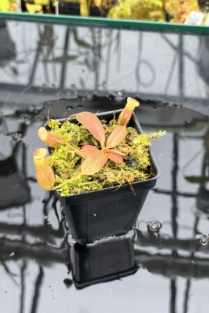Close Up of Nepenthes boschiana x villosa | Florae Collaborative | FC-366.11 | IN25816