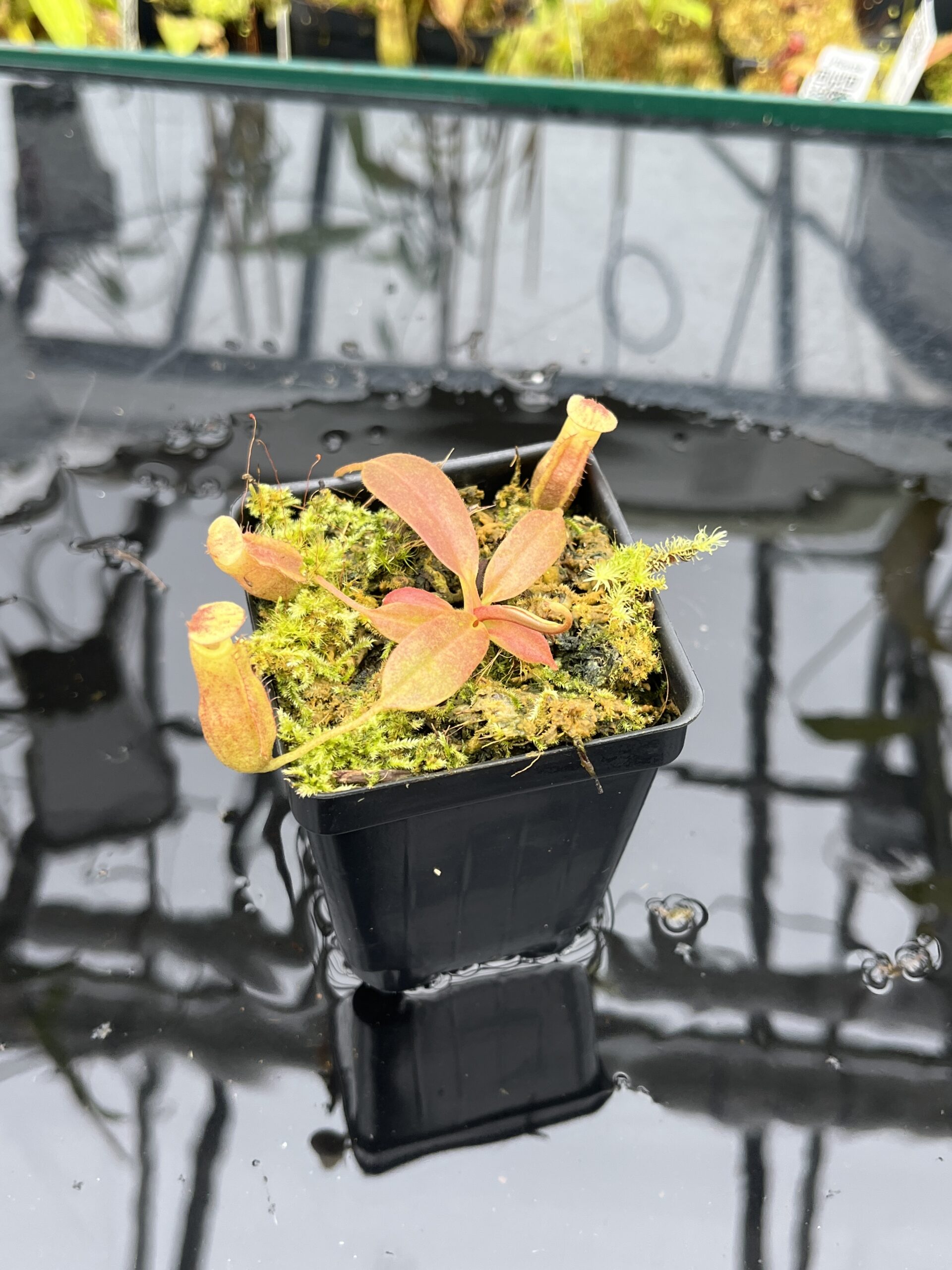 Close Up of Nepenthes boschiana x villosa | Florae Collaborative | FC-366.11 | IN25816