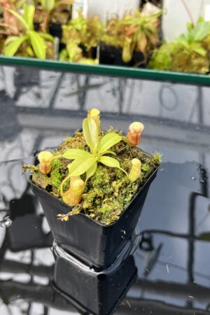 Close Up of Nepenthes boschiana x villosa | JH | Jeremiah Harris | JH-366.00 | H25660