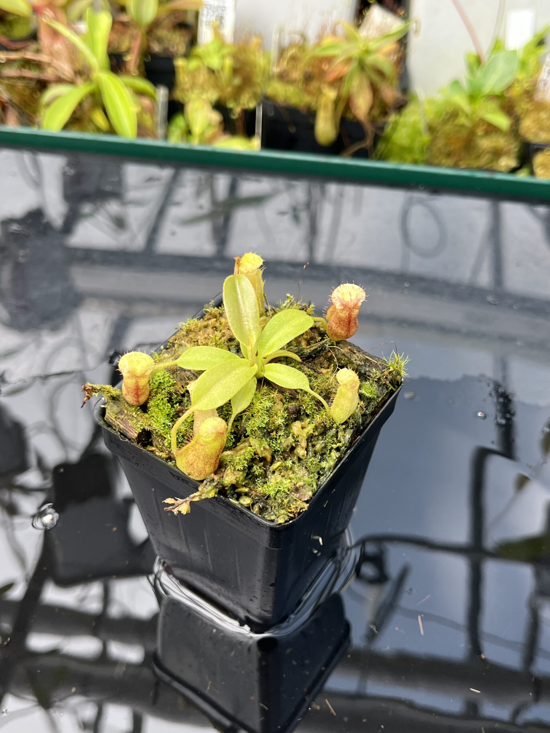 Close Up of Nepenthes boschiana x villosa | JH | Jeremiah Harris | JH-366.00 | H25660