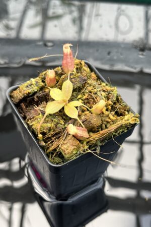 Close Up of Nepenthes boschiana x villosa | JH | Jeremiah Harris | JH-366.00 | H25667