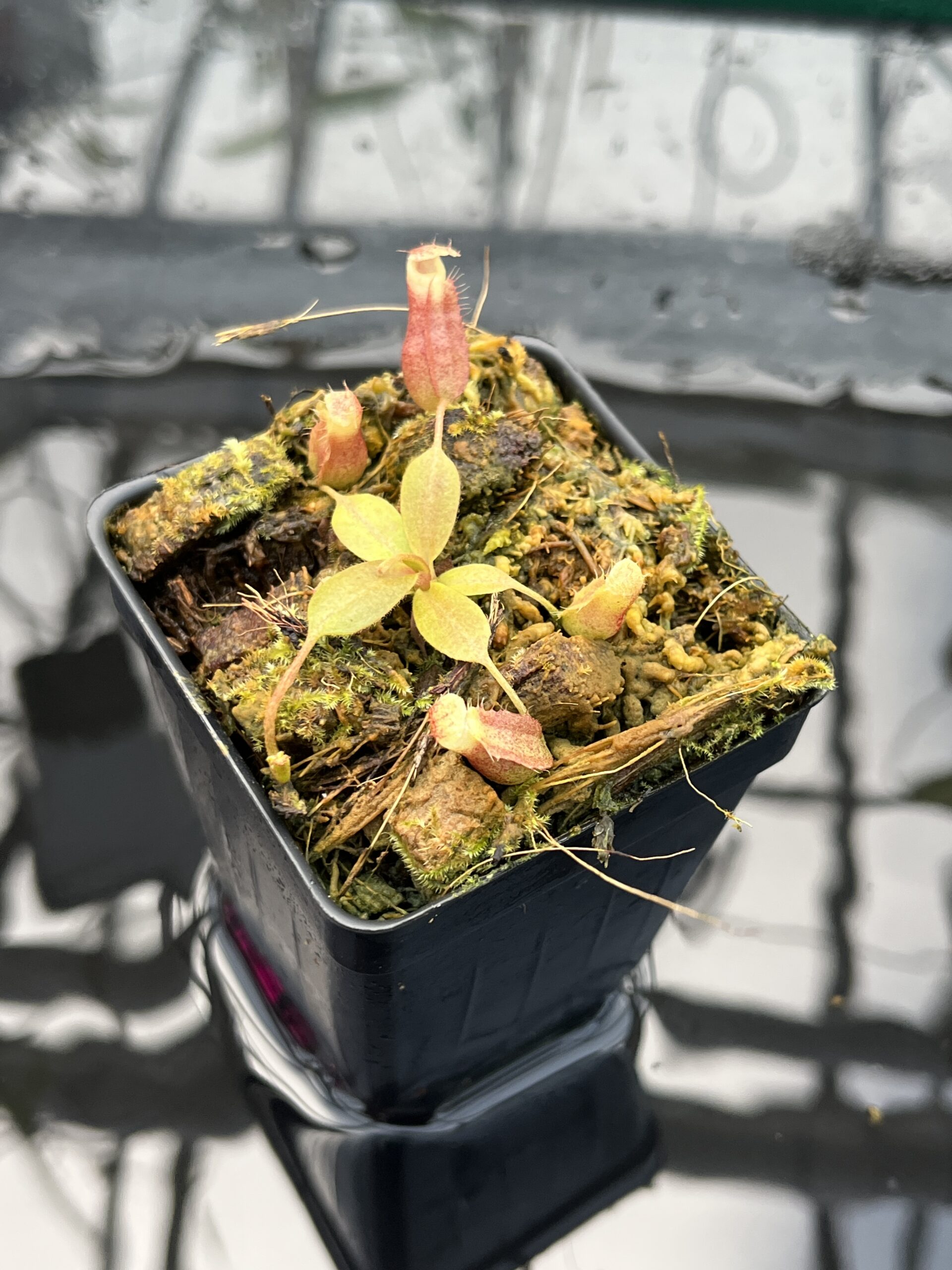 Close Up of Nepenthes boschiana x villosa | JH | Jeremiah Harris | JH-366.00 | H25667