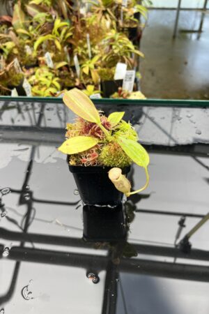 Close Up of Nepenthes burbidgeae | Borneo Exotics | BE-3873 | H25837
