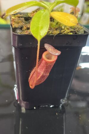 Close Up of Nepenthes burbidgeae x villosa | Seed Grown | Jeremiah Harris | JH-357.00 | H25714