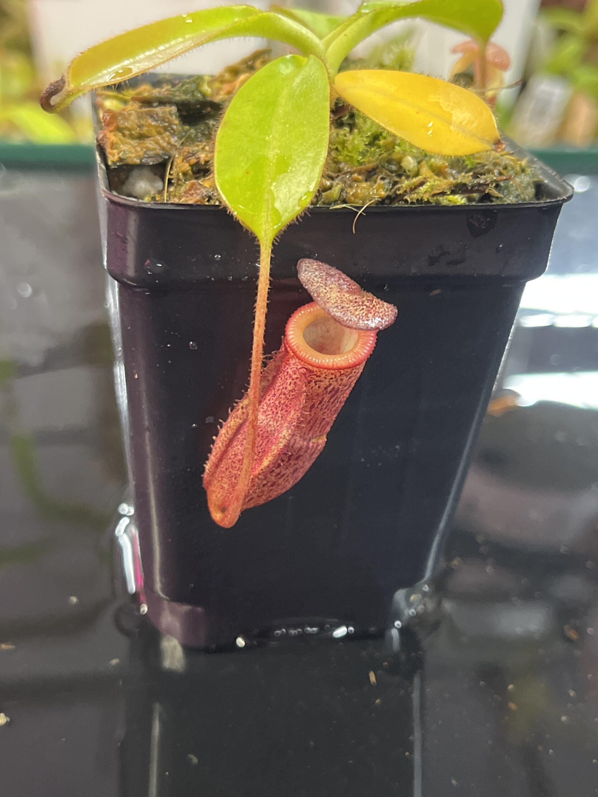 Close Up of Nepenthes burbidgeae x villosa | Seed Grown | Jeremiah Harris | JH-357.00 | H25714