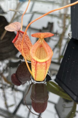 Close Up of Nepenthes burkei x tenuis | Borneo Exotics | BE-4535 | H25640