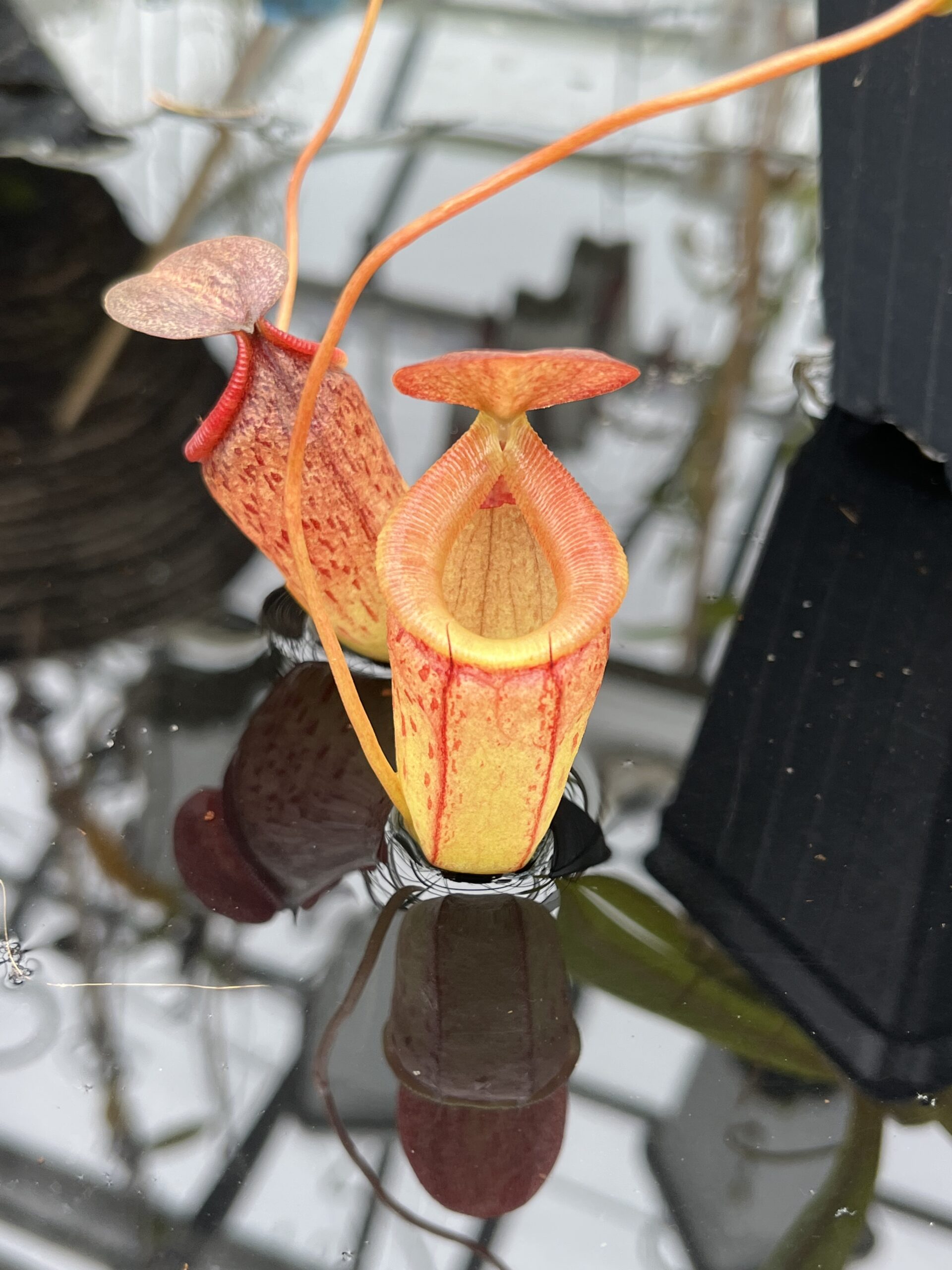 Close Up of Nepenthes burkei x tenuis | Borneo Exotics | BE-4535 | H25640