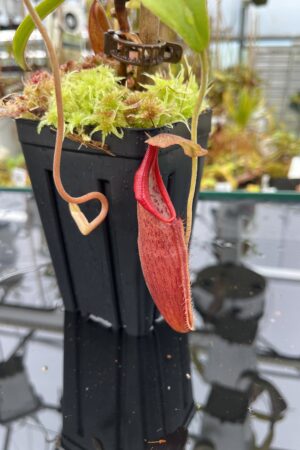 Close Up of Nepenthes carunculata (G. Sago) | Andreas Wistuba | AW-01 | H25860