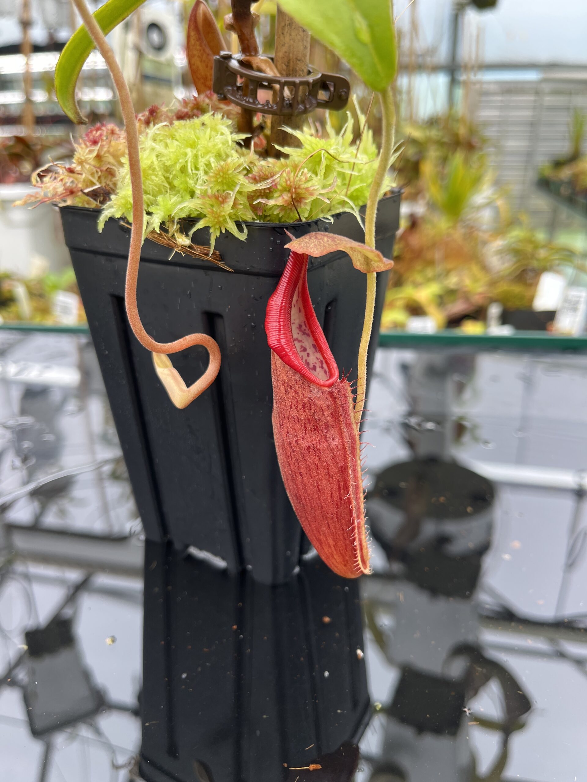 Close Up of Nepenthes carunculata (G. Sago) | Andreas Wistuba | AW-01 | H25860