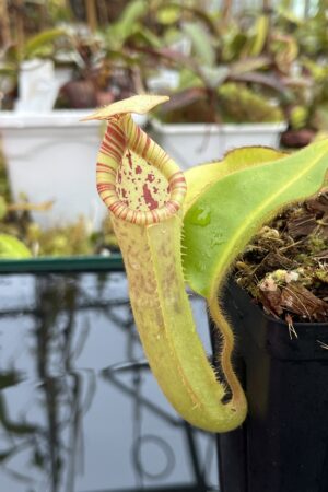 Close Up of Nepenthes chaniana x veitchii | Borneo Exotics | BE-3137 | IN25717