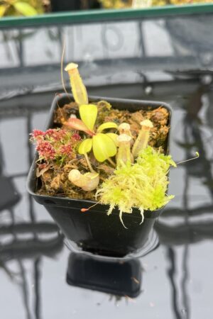 Close Up of Nepenthes clipeata | Florae Collaborative | FC-265.03 | IN25919