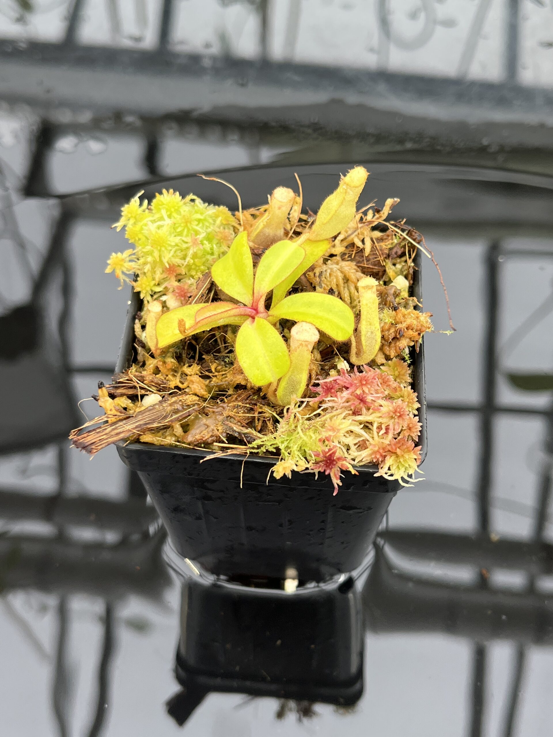 Close Up of Nepenthes clipeata | Florae | FC-265.02 | Florae Collaborative | FC-265.02 | IN25765