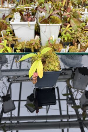 Close Up of Nepenthes copelandii (Mindanao, Philippines) | Andreas Wistuba | AW-01 | IN25807