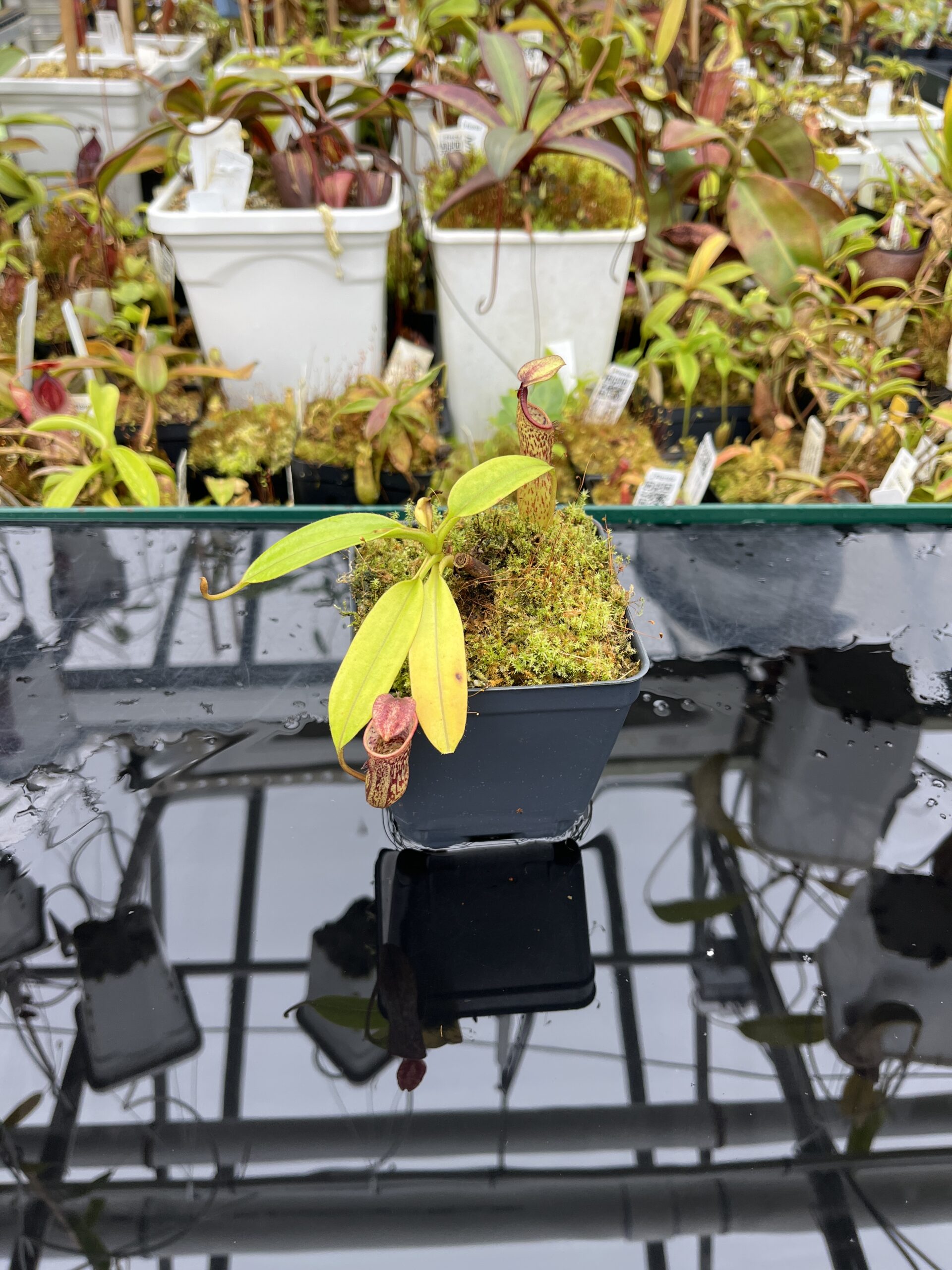 Close Up of Nepenthes copelandii (Mindanao, Philippines) | Andreas Wistuba | AW-01 | IN25807