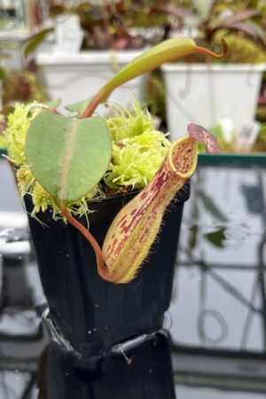Close Up of Nepenthes dactylifera | Borneo Exotics | BE-3070 | IN25811