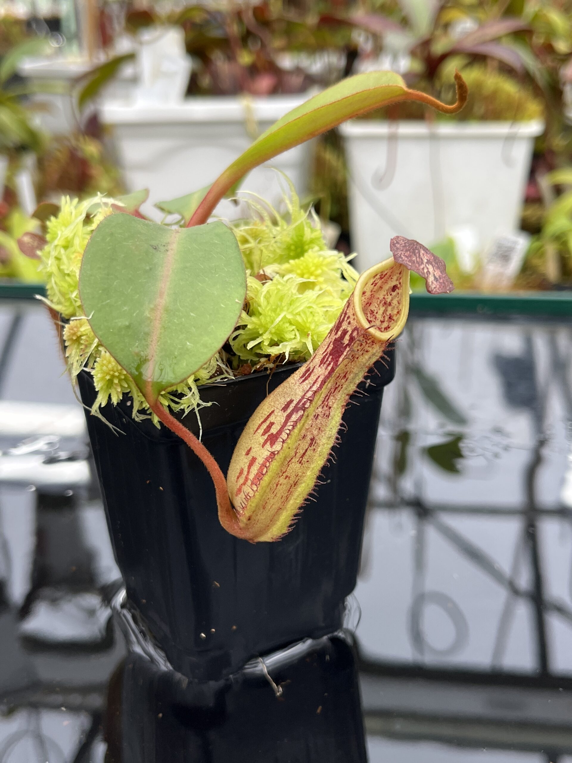 Close Up of Nepenthes dactylifera | Borneo Exotics | BE-3070 | IN25811