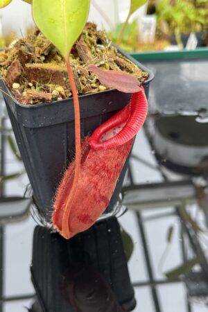 Close Up of Nepenthes densiflora x robcantleyi | Borneo Exotics | BE-3573 | IN25638