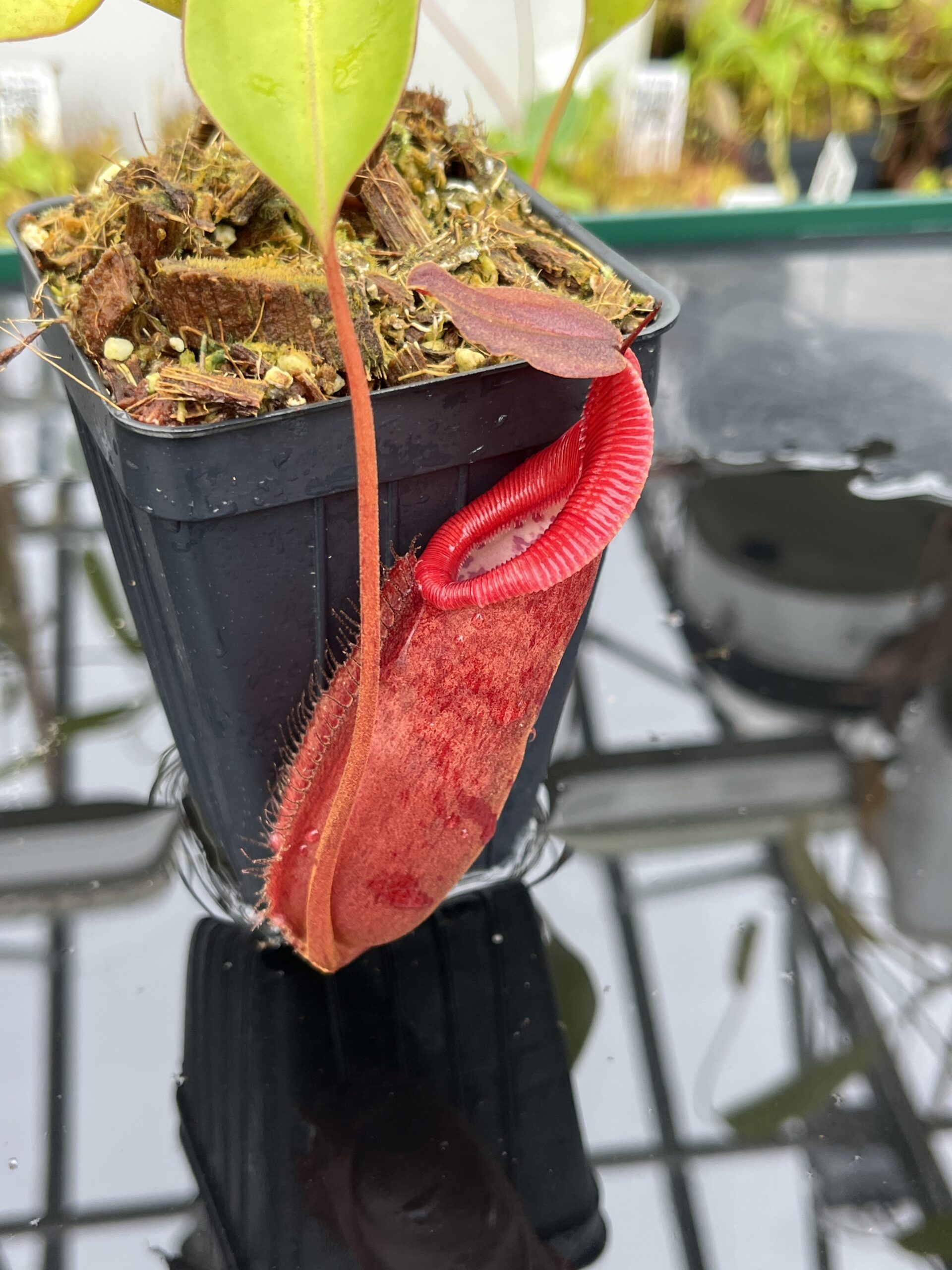 Close Up of Nepenthes densiflora x robcantleyi | Borneo Exotics | BE-3573 | IN25638