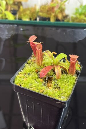 Close Up of Nepenthes (diabolica x hamata) x edwardsiana | Andreas Wistuba | AW-04 | H25744