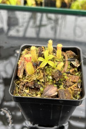 Close Up of Nepenthes (diabolica x hamata) x eymae G. Tambusisi pod #2 | MKS | Florae | Florae Collaborative | FC-436 | H25691