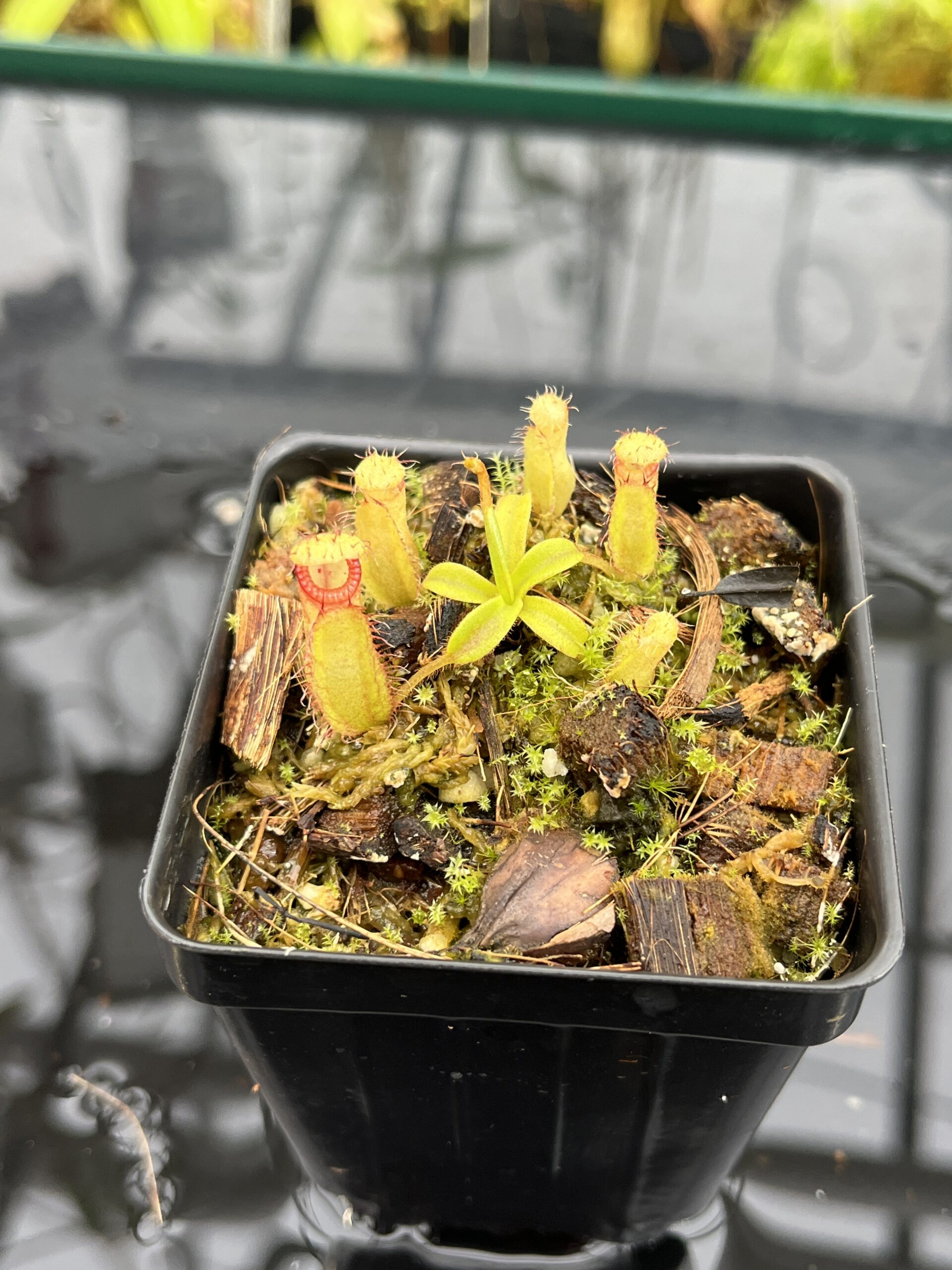 Close Up of Nepenthes (diabolica x hamata) x eymae G. Tambusisi pod #2 | MKS | Florae | Florae Collaborative | FC-436 | H25691