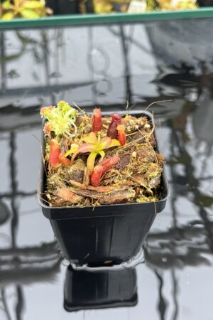Close Up of Nepenthes diatas x villosa | Assorted Clones | Jeremiah Harris | JH-391 | H25939