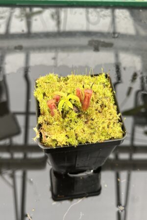 Close Up of Nepenthes diatas x villosa | JH | Florae | Clone 2 | Jeremiah Harris | JH-391.02 | H25702