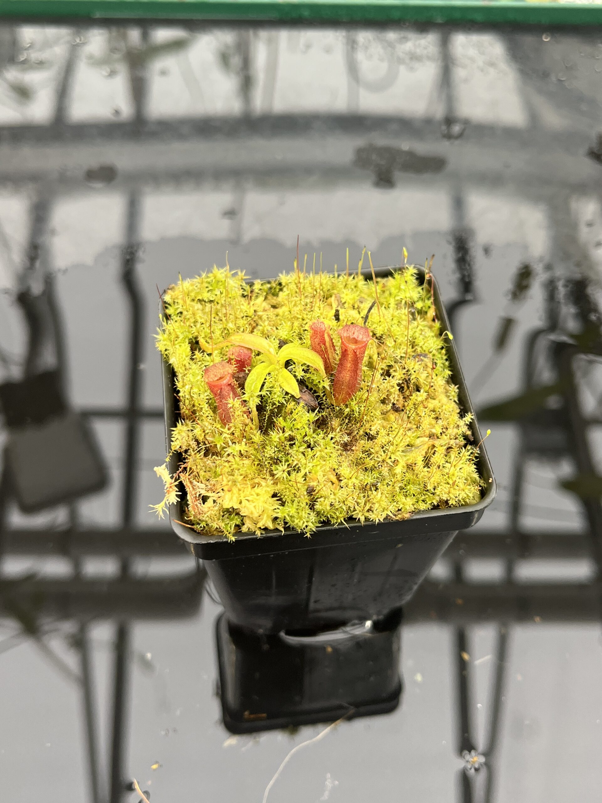 Close Up of Nepenthes diatas x villosa | JH | Florae | Clone 2 | Jeremiah Harris | JH-391.02 | H25702