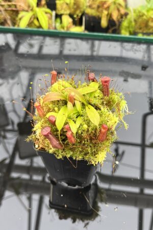 Close Up of Nepenthes diatas x villosa | JH | Florae | Clone 6 | Jeremiah Harris | JH-391.06 | H25701