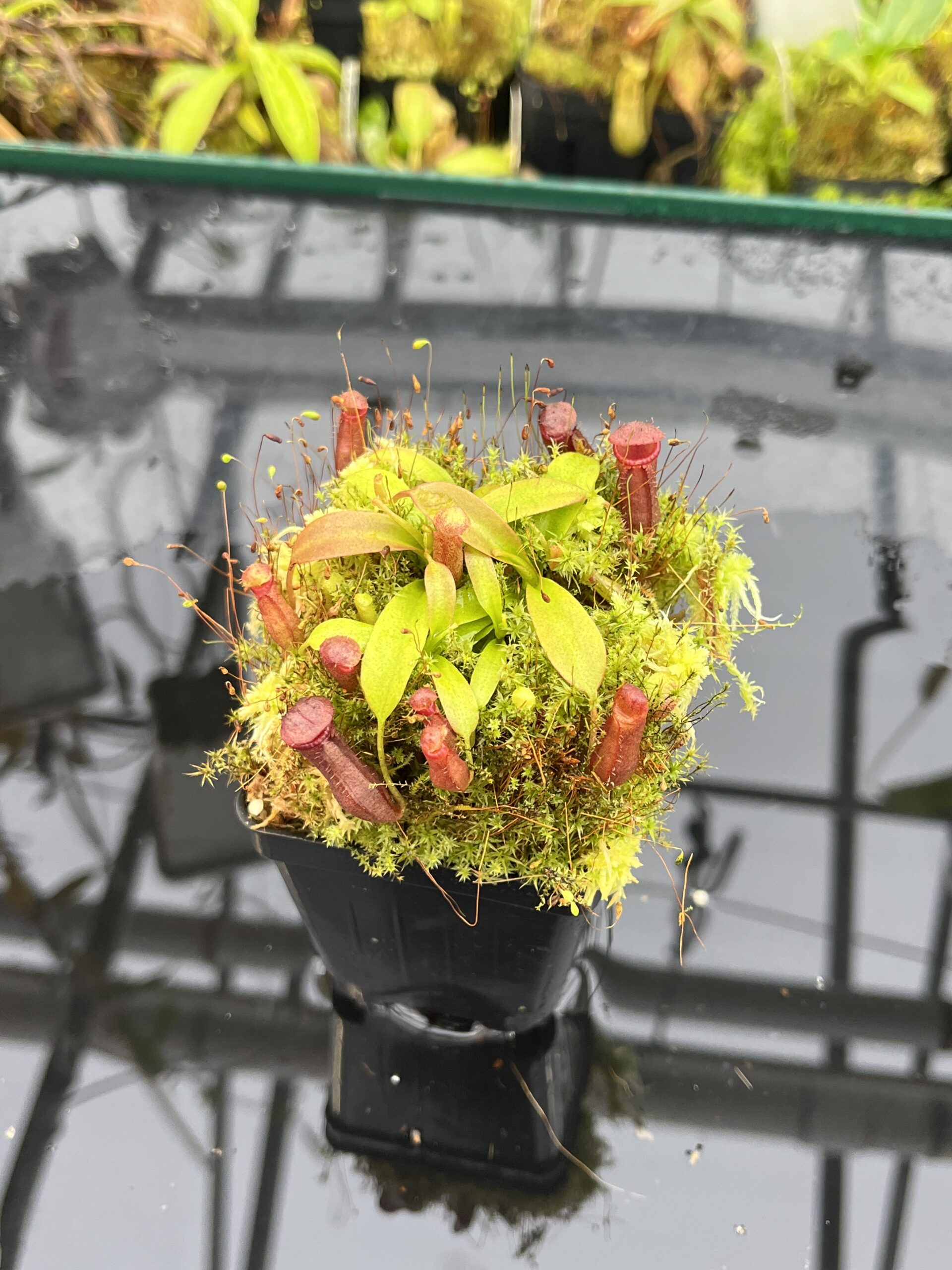 Close Up of Nepenthes diatas x villosa | JH | Florae | Clone 6 | Jeremiah Harris | JH-391.06 | H25701