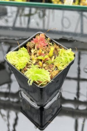 Close Up of Nepenthes edwardsiana | Assorted Clones | Jeremiah Harris | JH-458 | H25944