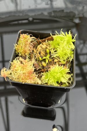 Close Up of Nepenthes edwardsiana | Jeremiah Harris | JH-458 | H25710