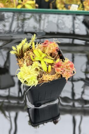 Close Up of Nepenthes edwardsiana | Jeremiah Harris | JH-458.00 | H25937