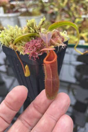 Close Up of Nepenthes edwardsiana (Tamb.) | Andreas Wistuba | AW-02 | H25867