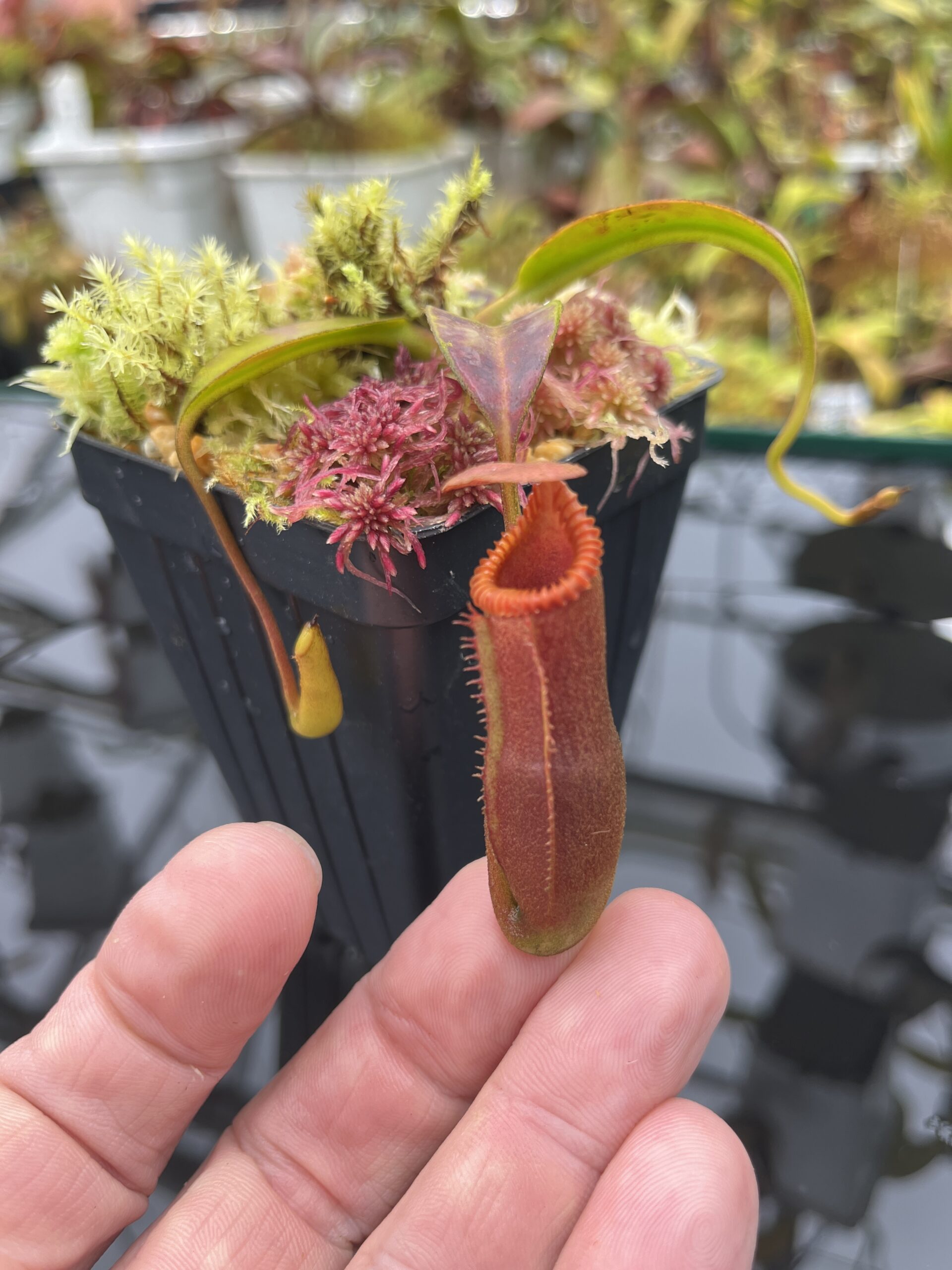 Close Up of Nepenthes edwardsiana (Tamb.) | Andreas Wistuba | AW-02 | H25867