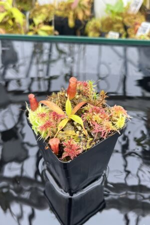 Close Up of Nepenthes edwardsiana x jacquelineae | Assorted Clones | Jeremiah Harris | JH-413 | H25931