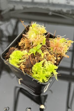 Close Up of Nepenthes edwardsiana x macrophylla | JH | Florae | Assorted Clones | Jeremiah Harris | JH-459 | H25711