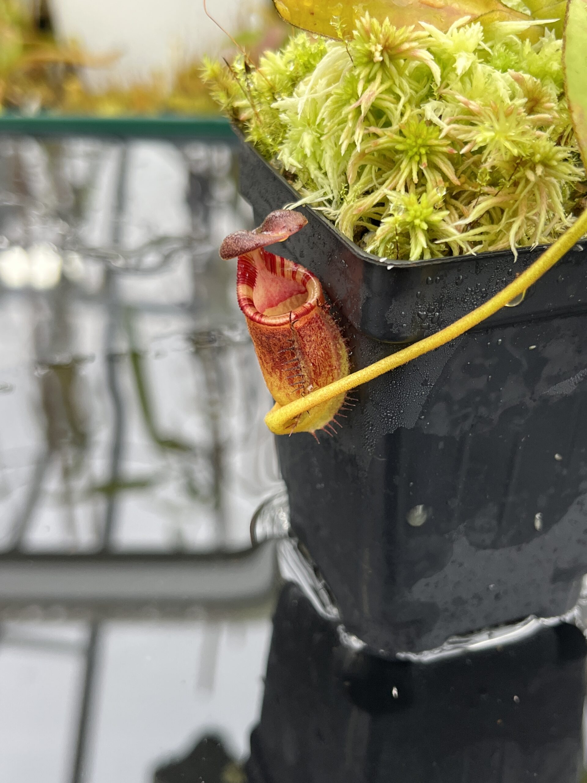 Close Up of Nepenthes ephippiata (Gunung Raya, Borneo) | Andreas Wistuba | AW-05 | H25780