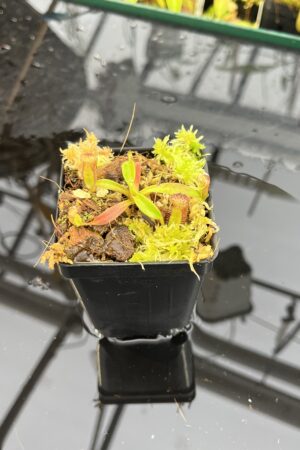 Close Up of Nepenthes ephippiata Hose Mountains | Clone 4 | Jeremiah Harris | JH-045.04 | H25712