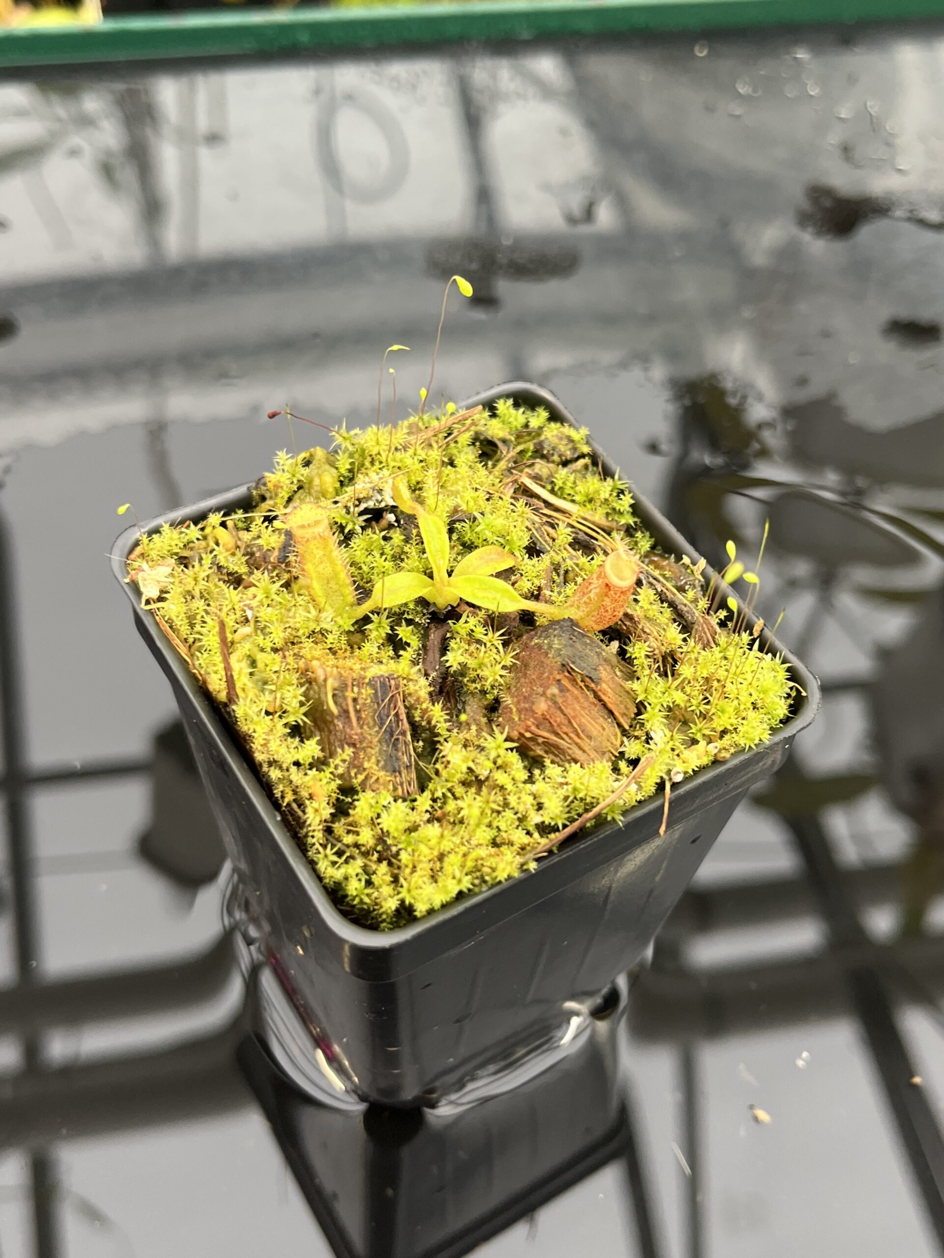 Close Up of Nepenthes ephippiata Hose Mountains | Jeremiah Harris | JH-045.02 | H25700