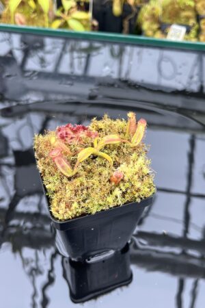 Close Up of Nepenthes ephippiata Hose Mountains | Jeremiah Harris | JH-045.07 | H25951