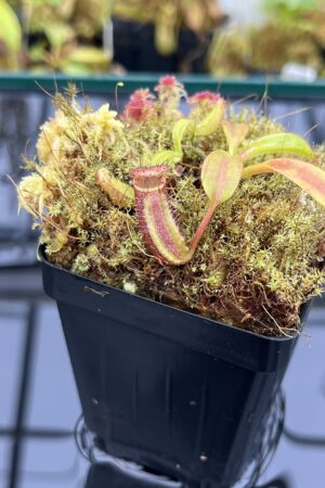 Close Up of Nepenthes ephippiata Hose Mountains | Jeremiah Harris | JH-045.07 | H25953
