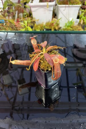 Close Up of Nepenthes eymae | Borneo Exotics | BE-3736 | IN25731