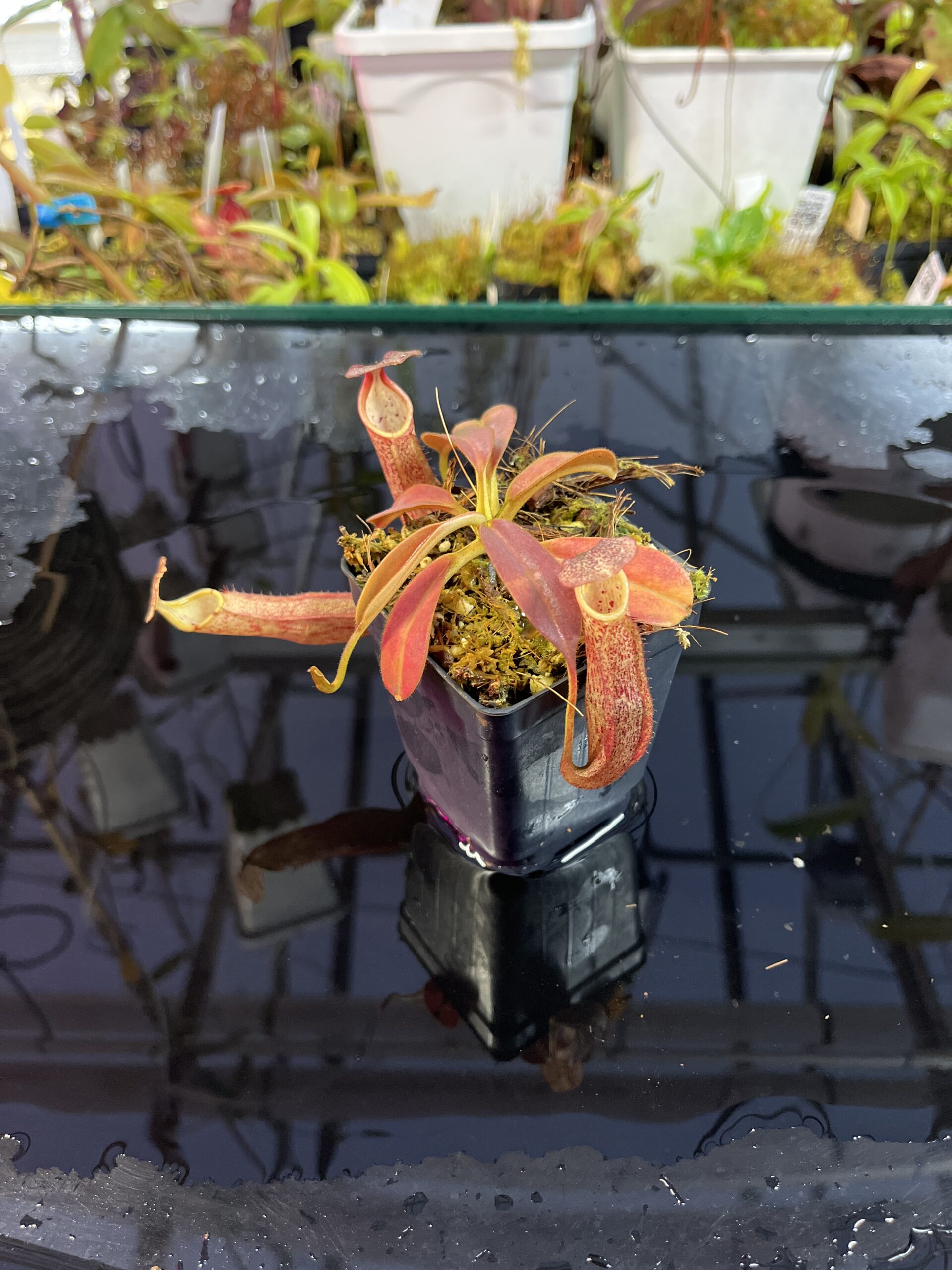 Close Up of Nepenthes eymae | Borneo Exotics | BE-3736 | IN25731