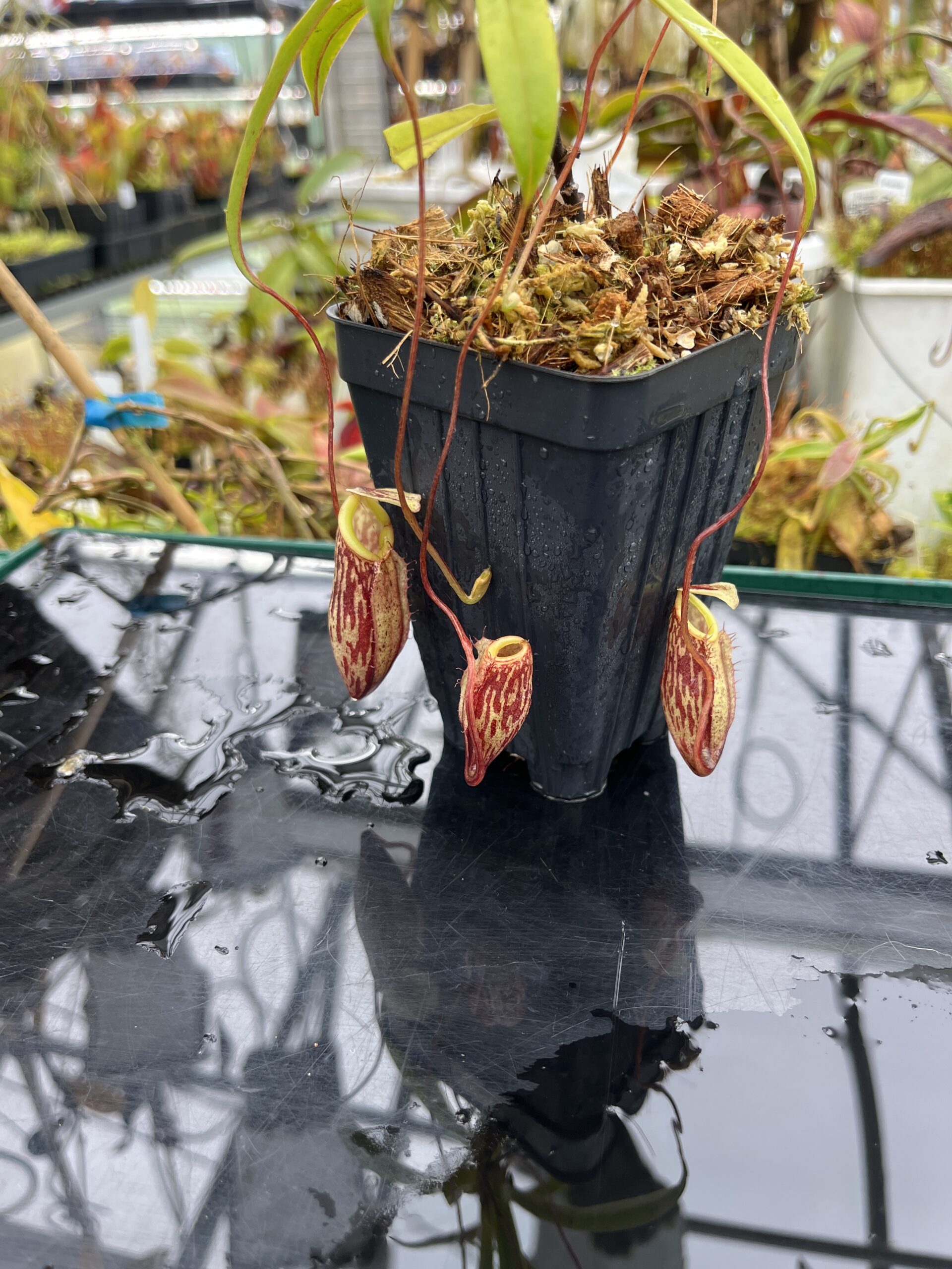 Close Up of Nepenthes glabrata | Borneo Exotics | BE-4592 | H25779