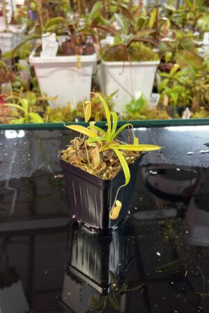 Close Up of Nepenthes glabrata | Florae Collaborative | FC-075.IC | H25742